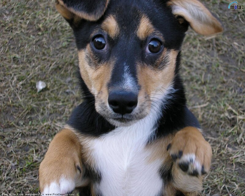 Puppy with Black Brown White Fur — Calm