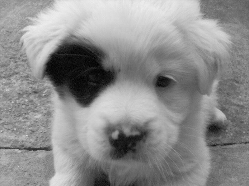 puppy with black eye patch