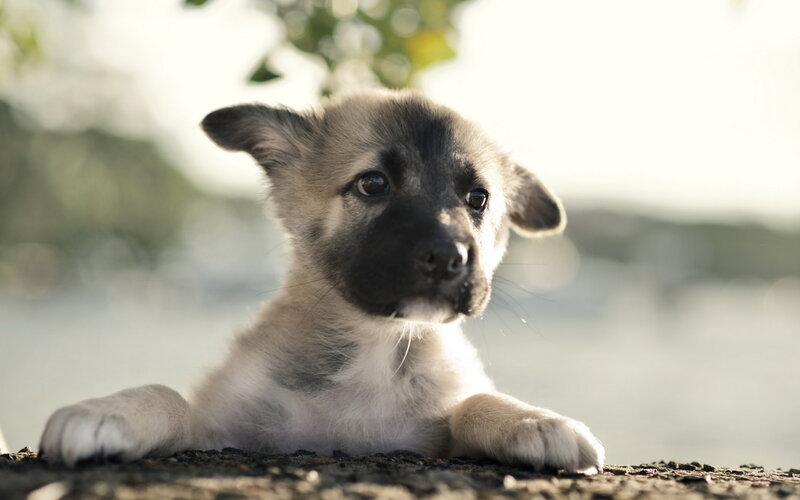 Puppy with Black Face — Brown