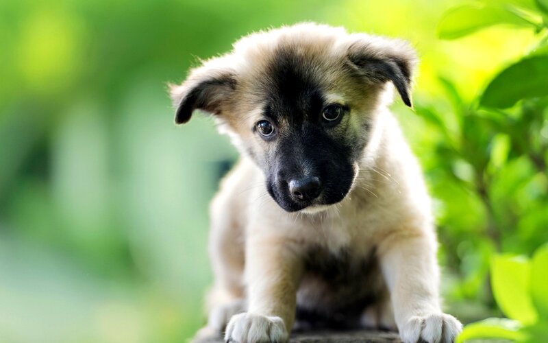 Puppy with Black Face