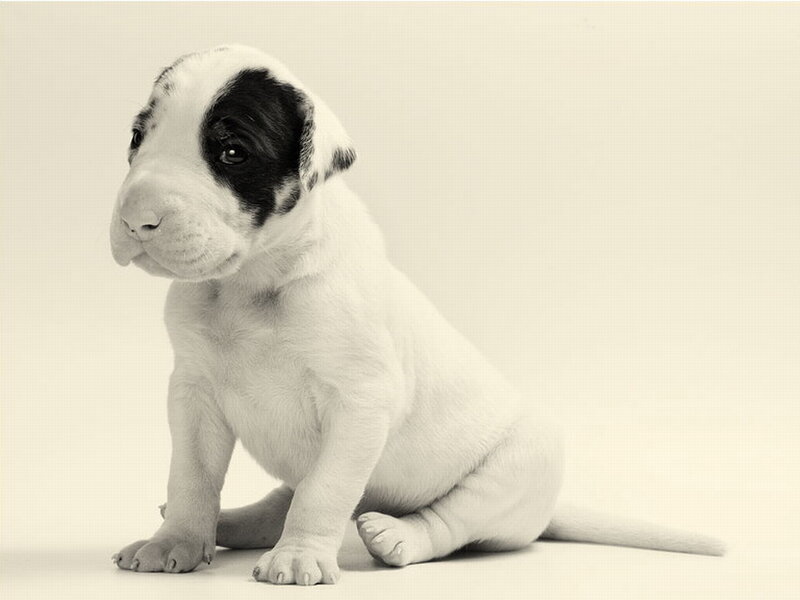 puppy with black patch