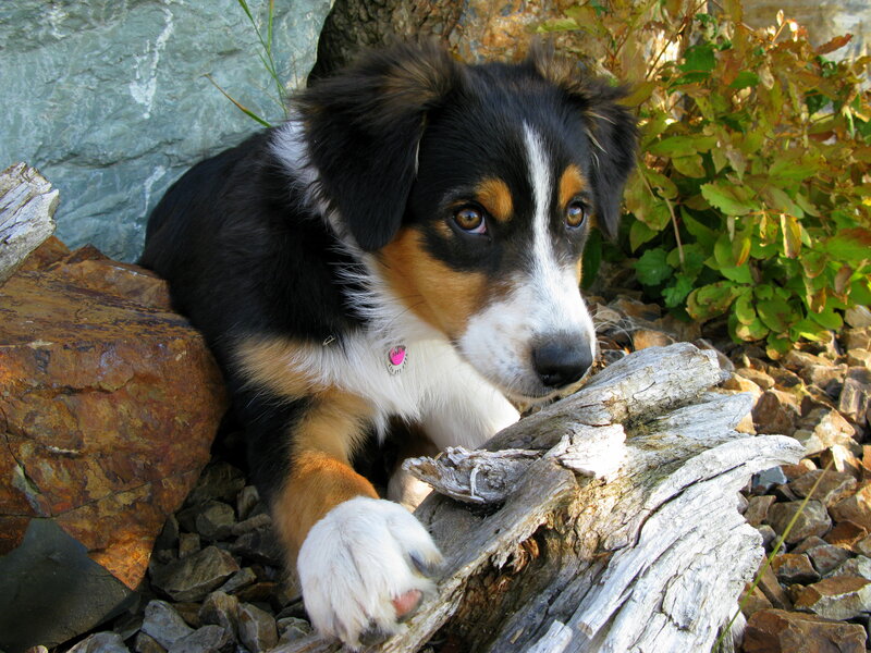 Puppy with Black White Brown Fur