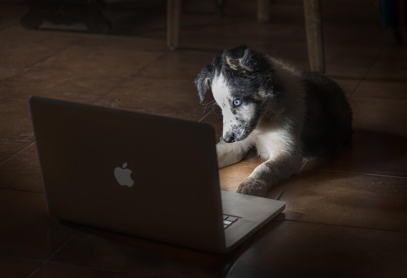 Puppy with Blue Eye