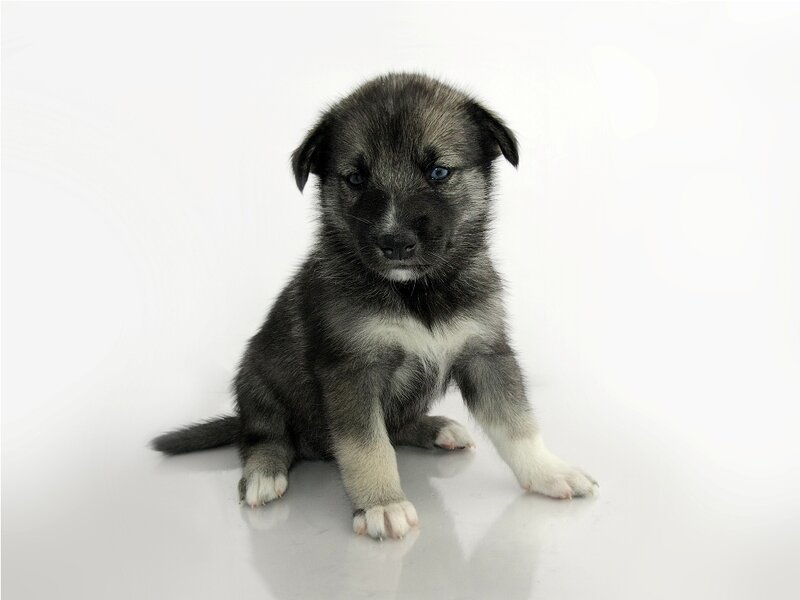 puppy with blue eyes