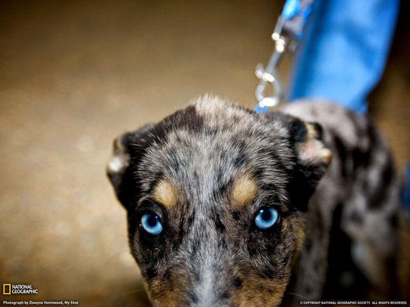 puppy with blue eyes