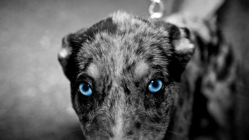 Puppy with Blue Eyes — Black