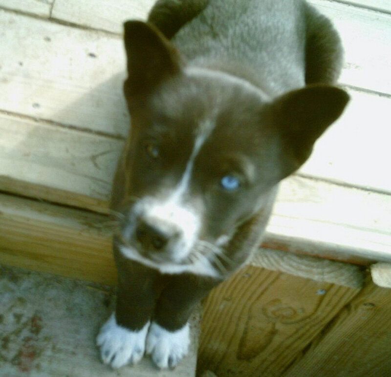 Puppy with Blue Eyes — Brown, Curious