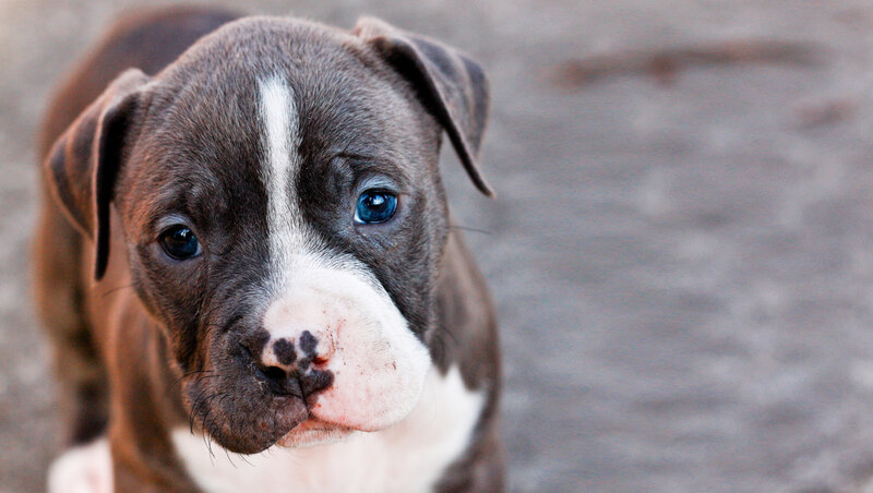 Puppy with Blue Eyes — Brown