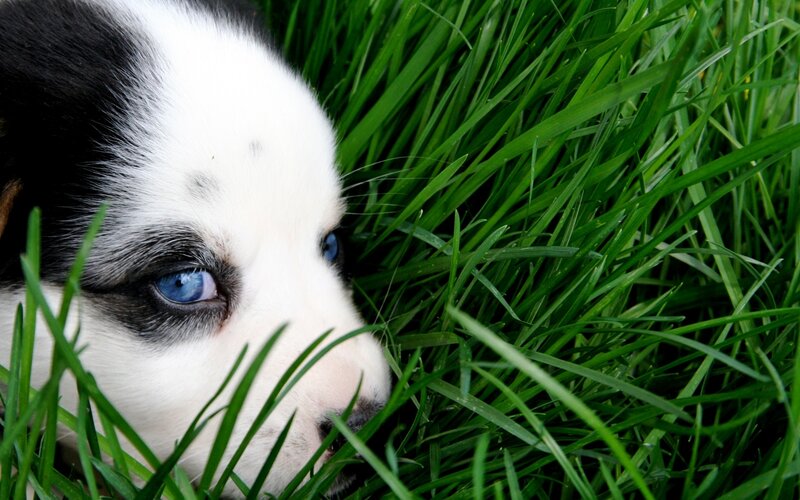 Puppy with Blue Eyes — Green