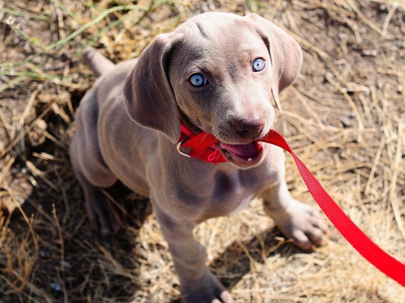 puppy with blue eyes holding leash