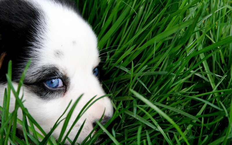 puppy with blue eyes in grass