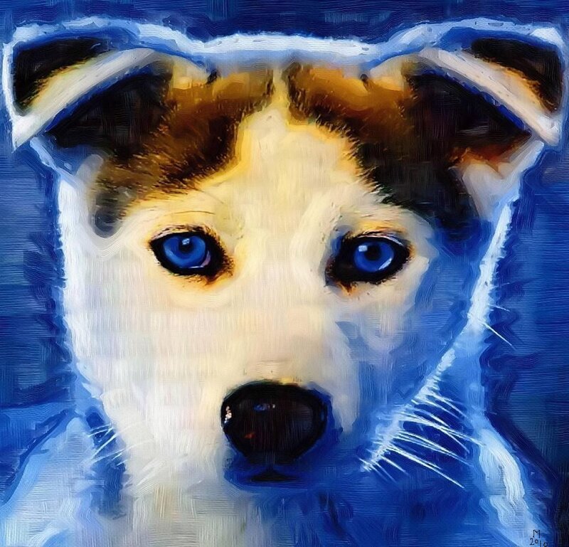 Puppy with Blue Eyes — Intense