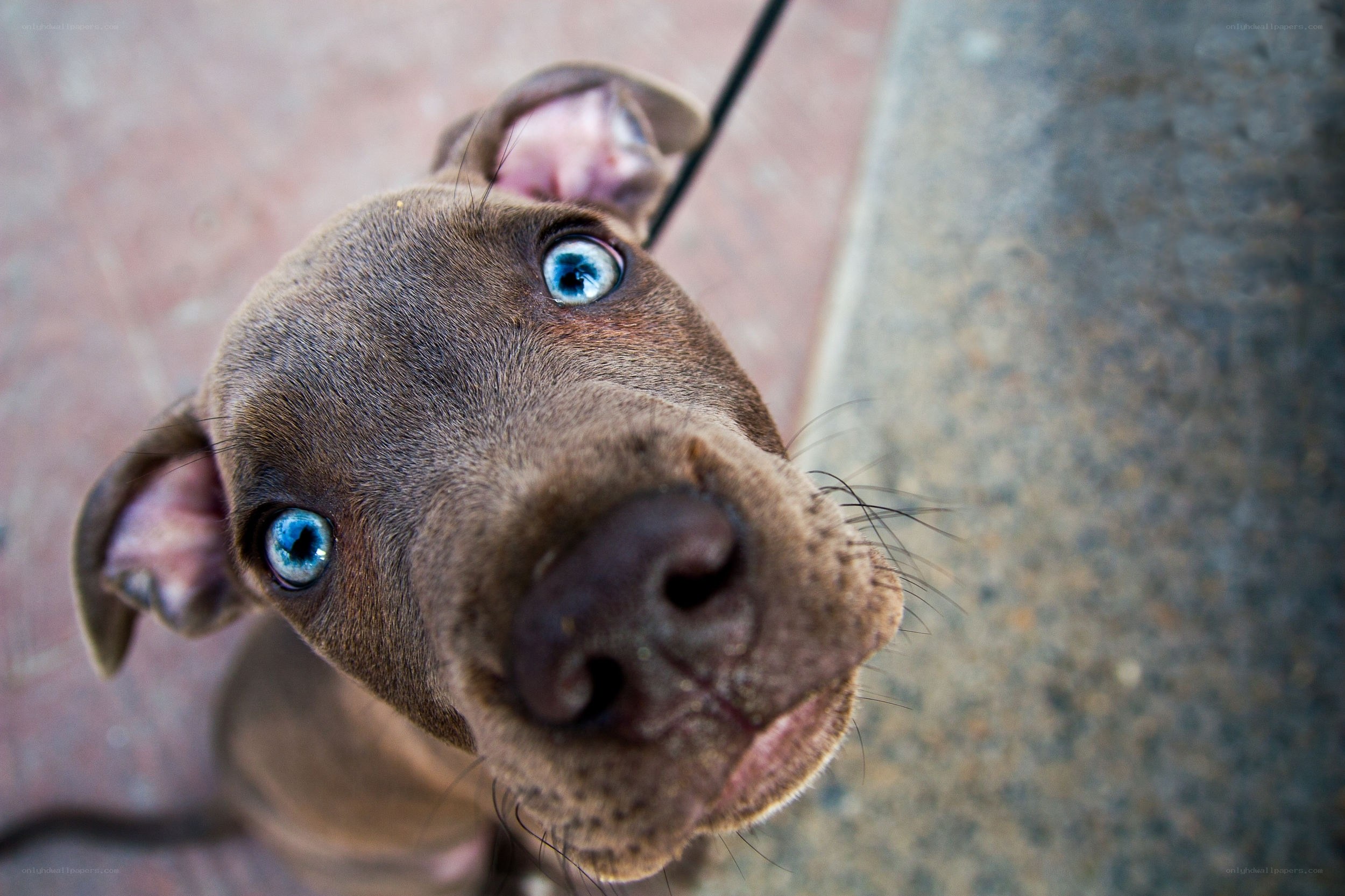 puppy with blue eyes