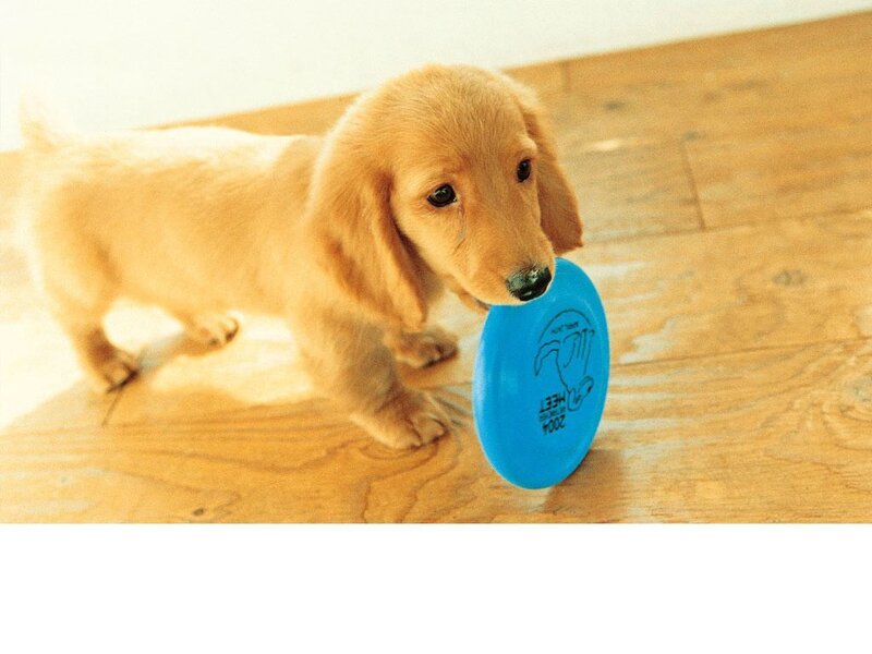 puppy with blue frisbee