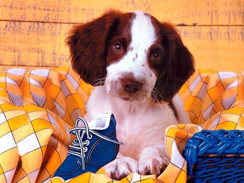 puppy with blue shoe
