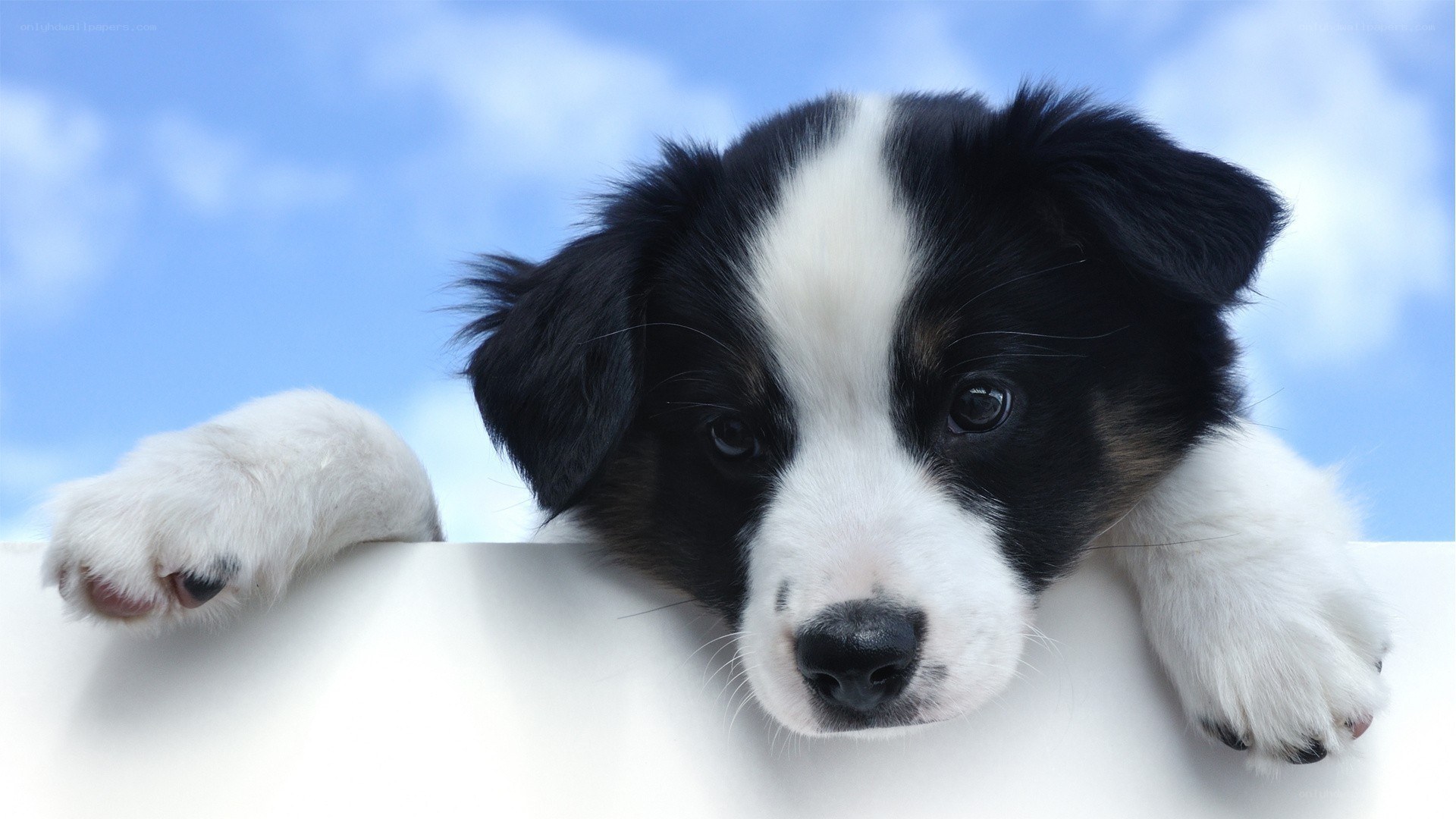 puppy with blue sky background