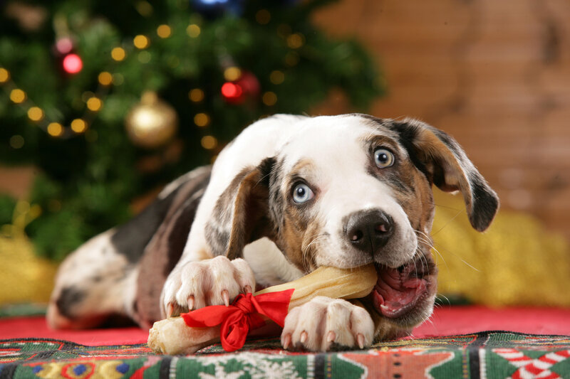 Puppy with Bone