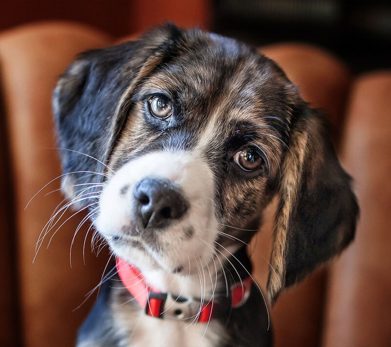Puppy with Brown and Black Fur — Calm