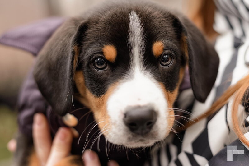 Puppy with Brown and Black Fur