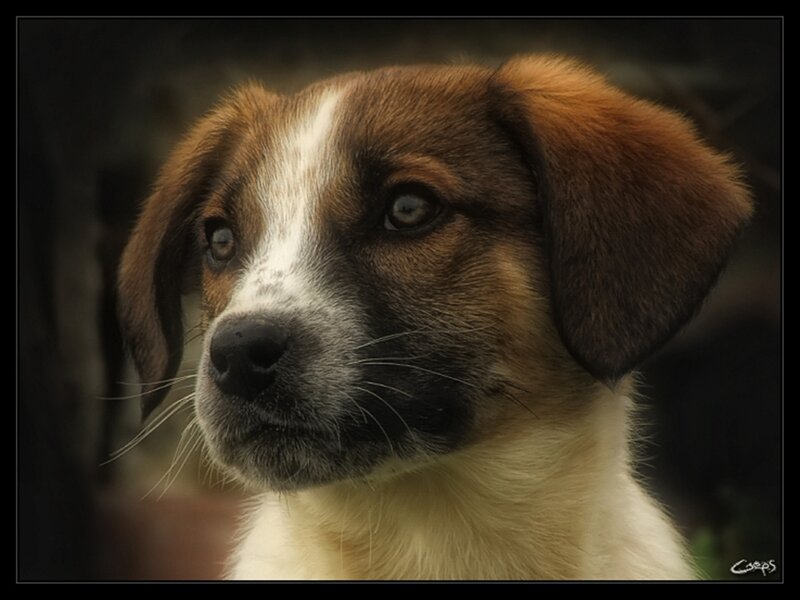 puppy with brown and white fur