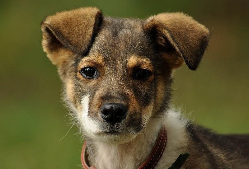 puppy with brown and white fur
