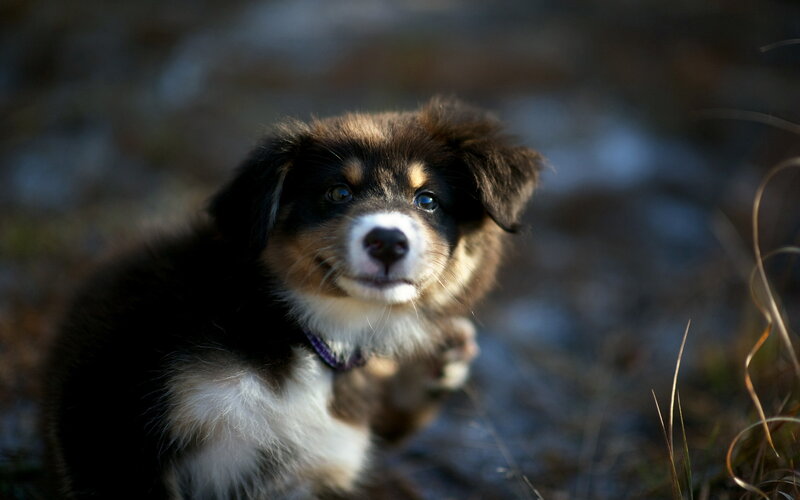 Puppy with Brown Black White Fur