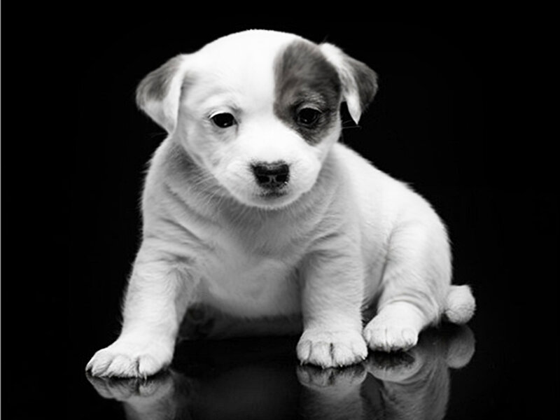 Puppy with Brown Patch