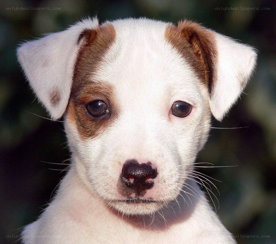 puppy with brown patches