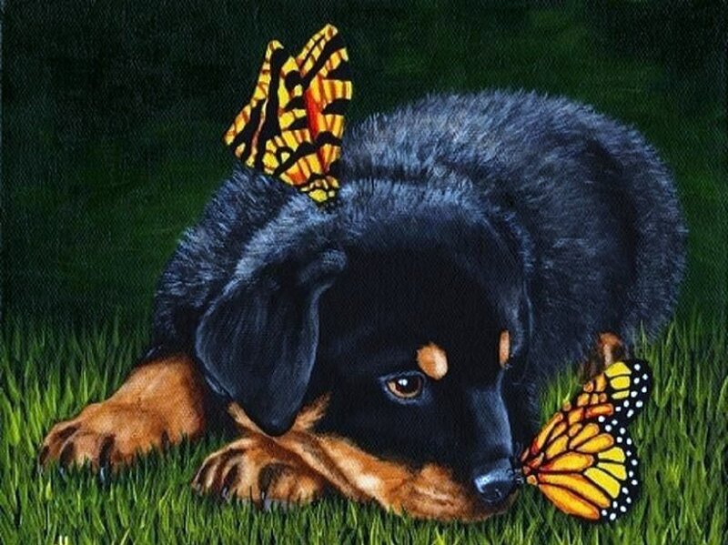 Puppy with butterflies