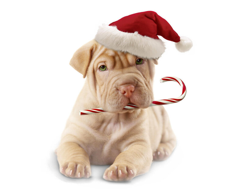 Puppy with Candy Cane — White