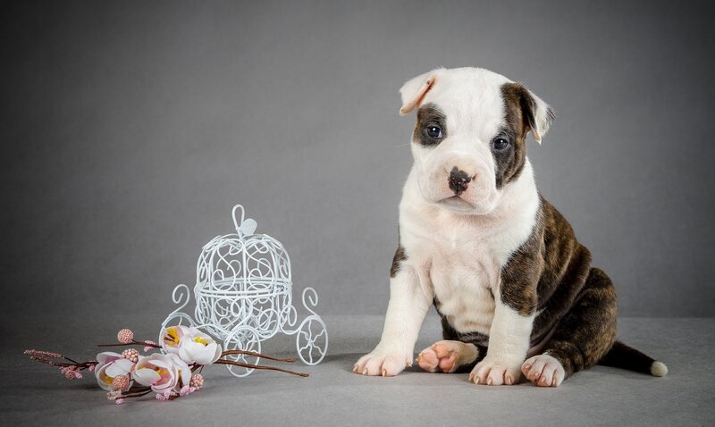 Puppy with Carriage