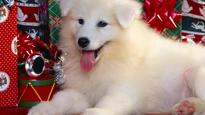 Puppy with Christmas gifts