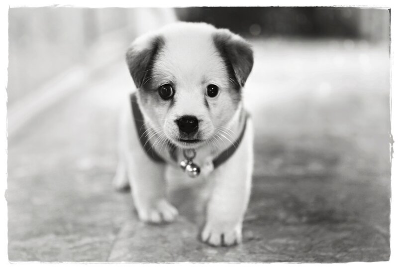 Puppy with Collar — Black