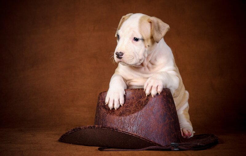 Puppy with Cowboy Hat