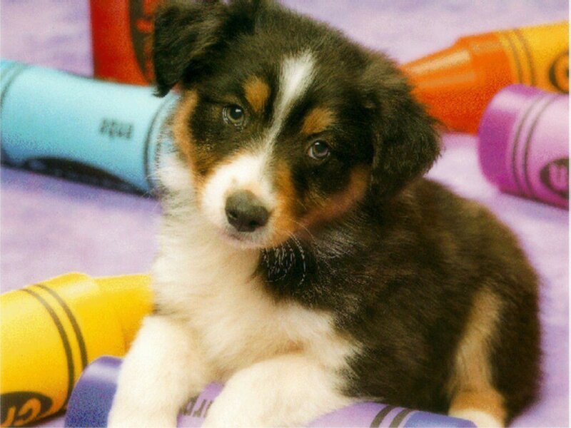 puppy with crayons