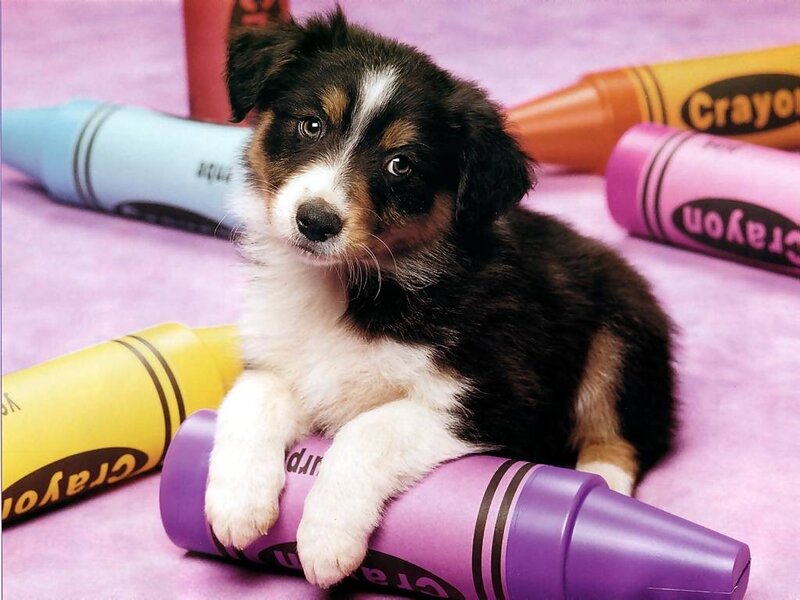 Puppy with Crayons — Purple