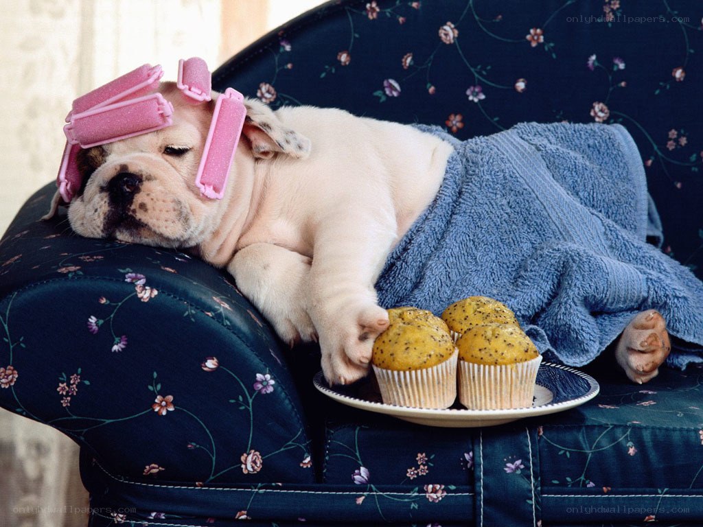 puppy with curlers and muffins