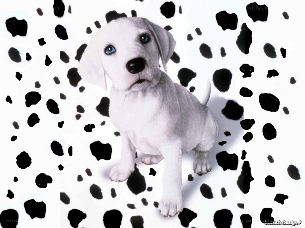 puppy with dalmatian spots