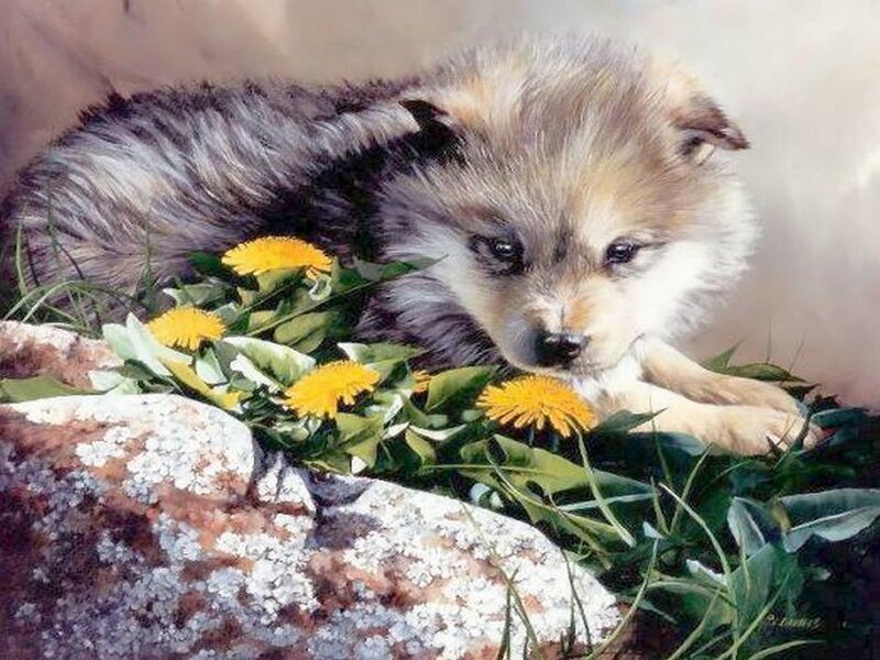 Puppy with dandelions