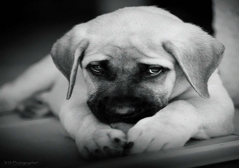 Puppy with Dark Muzzle — Black