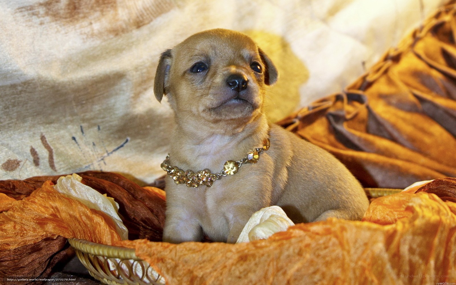 puppy with decorative collar