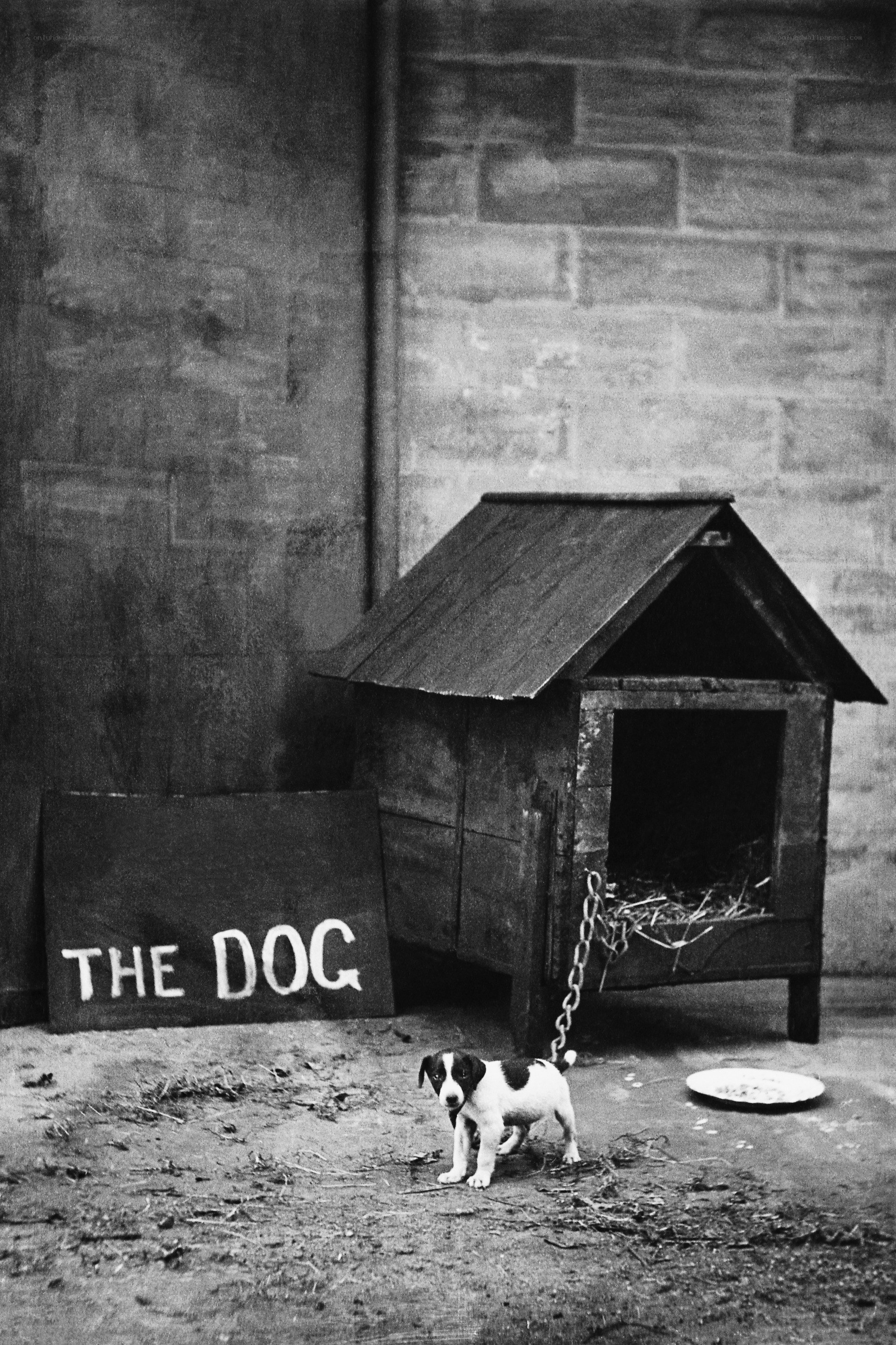 Puppy with doghouse sign