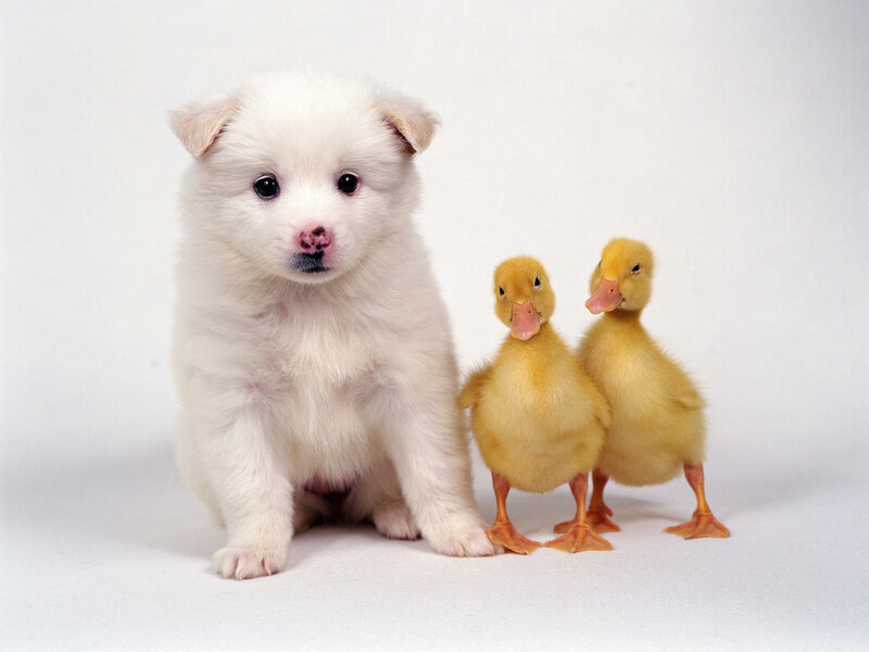 puppy with ducklings