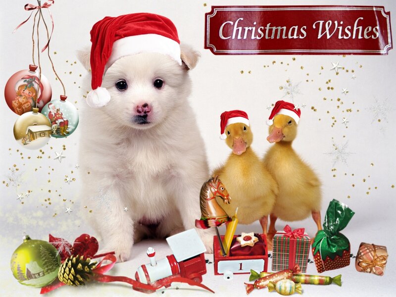 Puppy with Ducklings — White