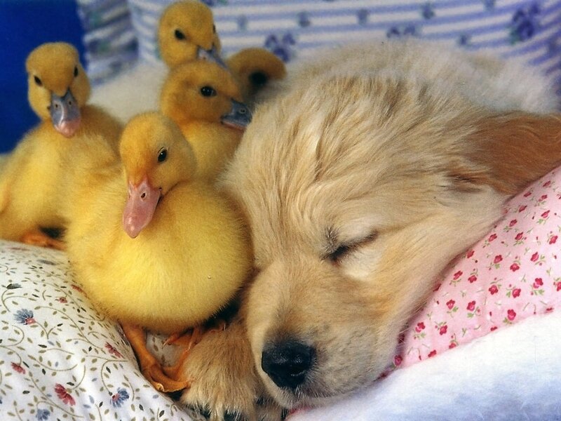 Puppy with Ducklings — Yellow