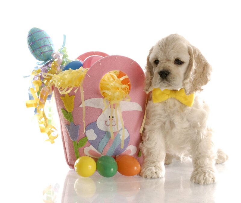 puppy with easter basket