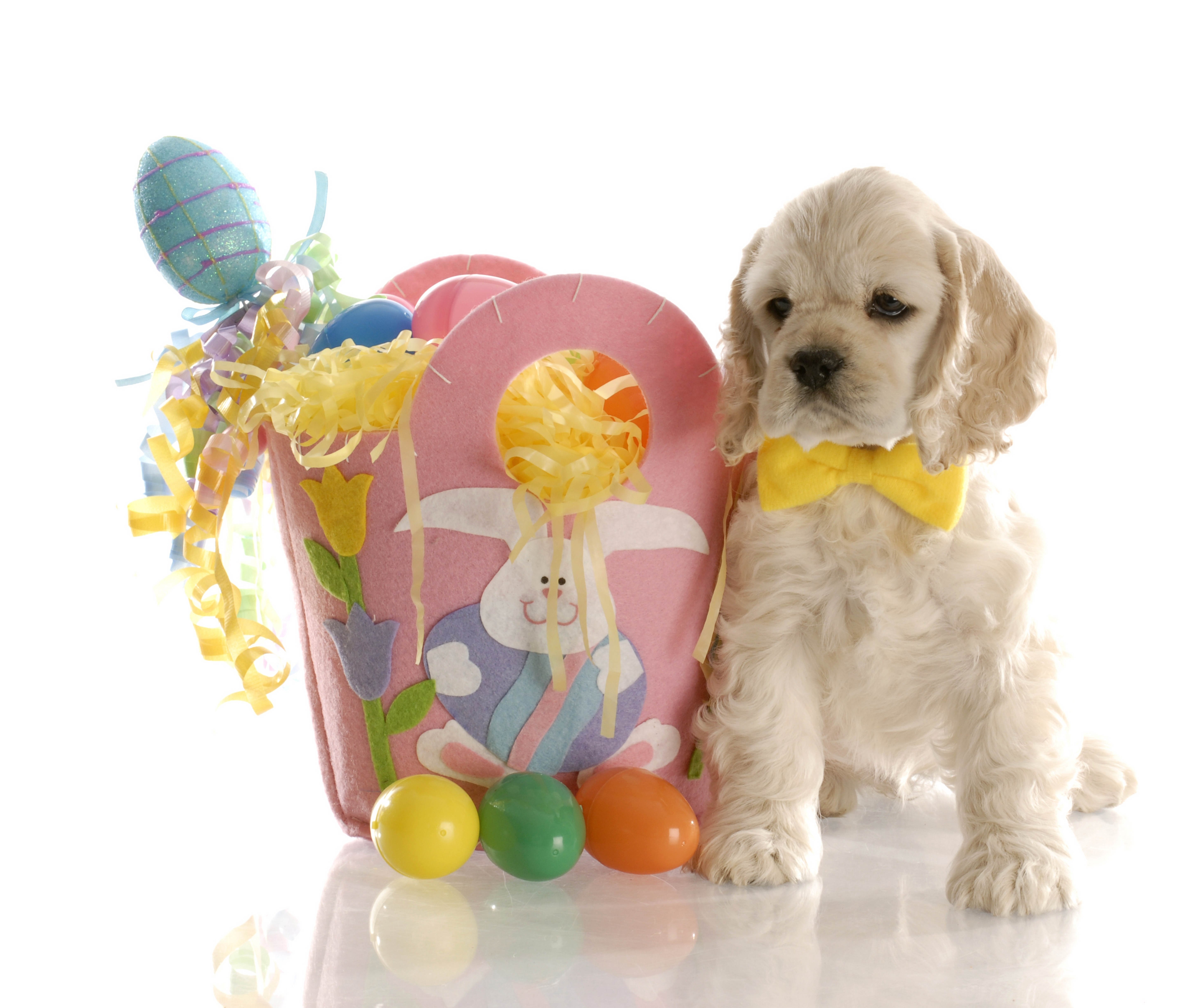puppy with easter basket