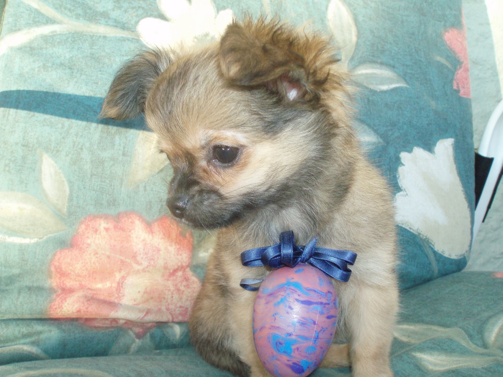 puppy with easter egg