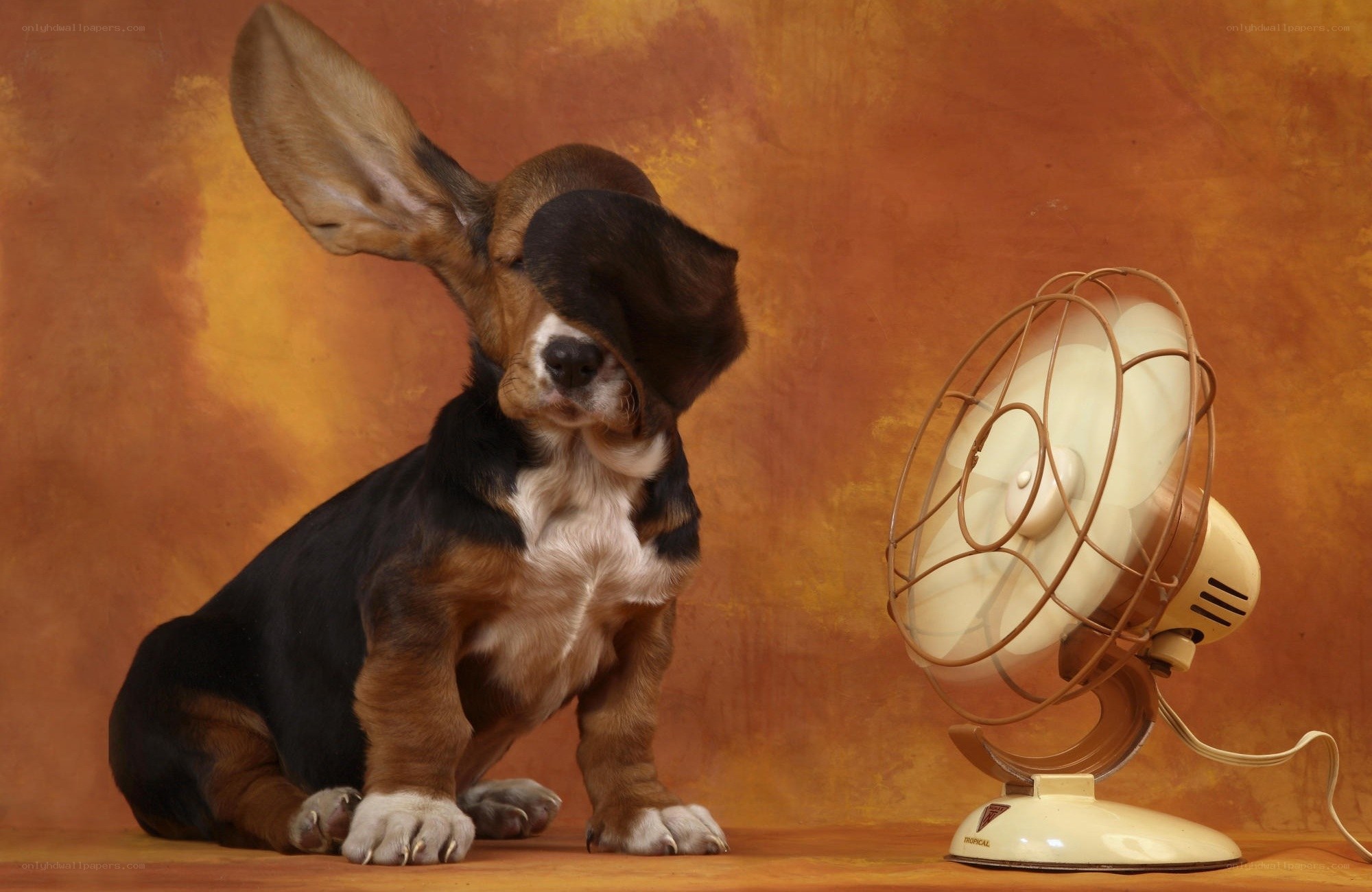 puppy with fan on