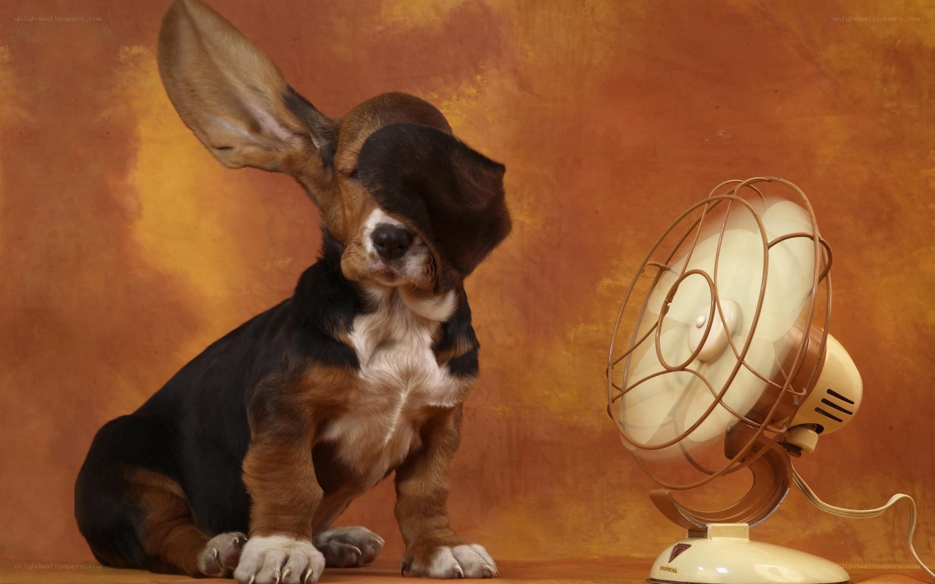 puppy with fan on